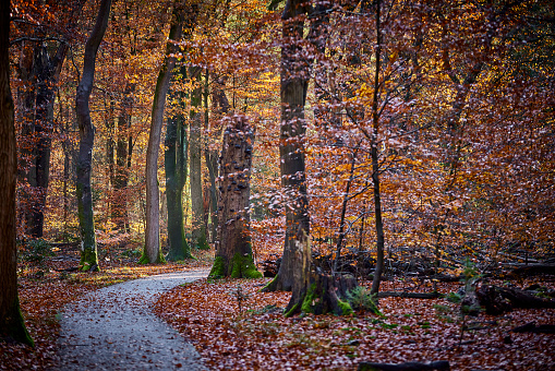 Cycle path through autumn forest. The trees are overgrown with moss. Leaves have the colors yellow, green, red and brown. On the ground is full of leaves and branches.