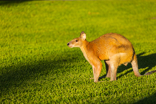 Cute Kangaroo in golden hour sun