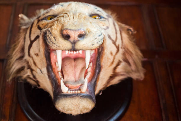 Wall Mounted Stuffed Tiger Head with Mouth Open Wide A tiger,(Panthera tigris) from another era. A trophy tiger head, with mouth wide open and menacing teeth, hanging on an oak panelled wall. Today the tiger is on the Endangered Species list. taxidermy cat stock pictures, royalty-free photos & images