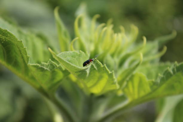 istock Sunflower buds macrophotography. Greenery on a summer day. 1442506369
