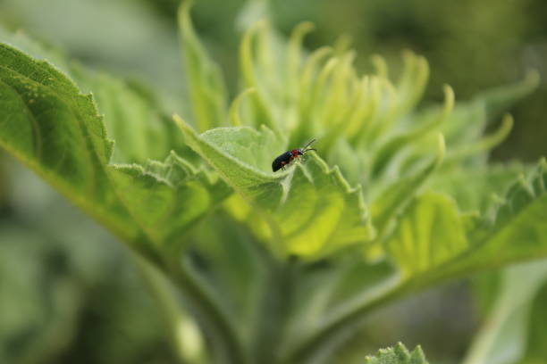 istock Sunflower buds macrophotography. Greenery on a summer day. 1442506372