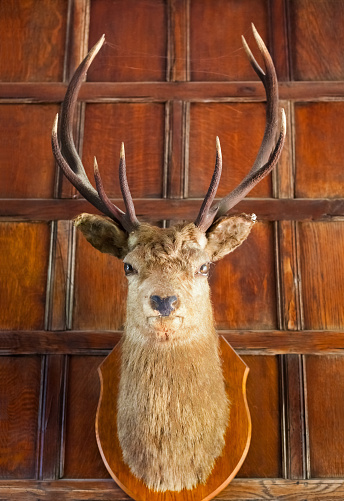 An aged, antique, taxidermy stags head, mounted on a shield shape wooden plaque, hanging on an old, dark oak panelled wall. A relic from another era.