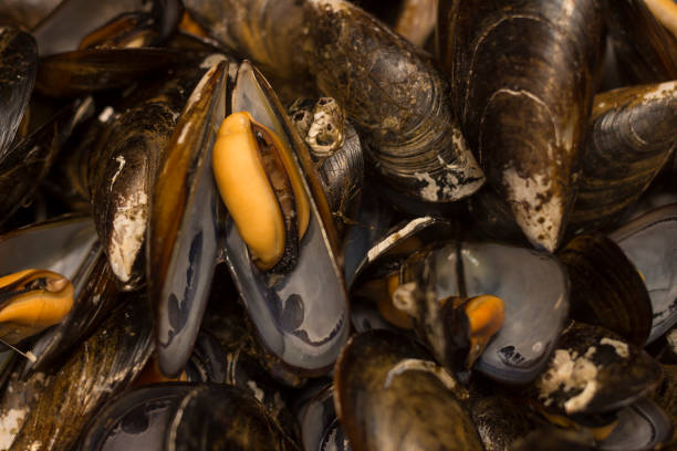 istock Boiled mussels close up 1442506956