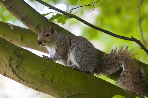 An adult grey squirrel (Sciurus carolinensis) with a muddy nose from digging or burying their food hoard momentarily rests on a tree bough. In the UK they have increased their population to such an extent that they are now considered vermin and you are permitted by law to catch and humanely kill them.
