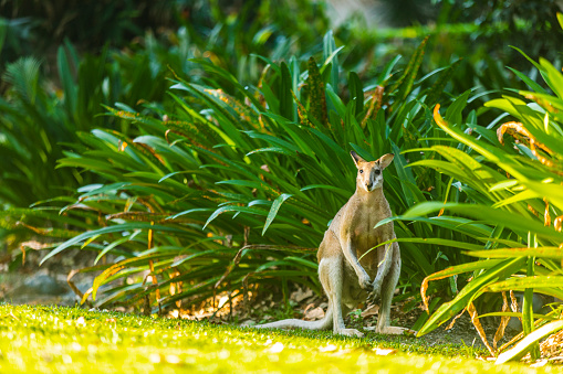Cute Kangaroo hiding in foliage on Hamilton Island, Australia