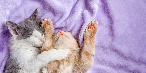 Two kittens white and red are sleeping sweetly on a lilac blanket. High quality photo