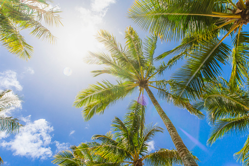 Palm trees in bright sun