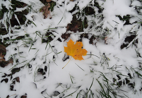 Last Fallen Yellow Leaf On A First Snow On A Green Grass Stock Photo