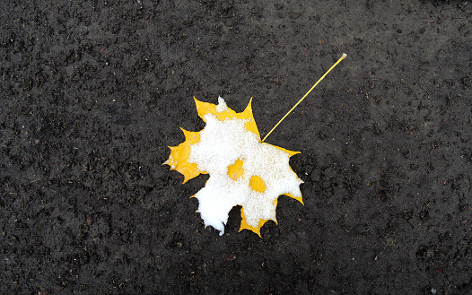 Yellow Fallen Leaf Under Snow On A Wet Ground Stock Photo