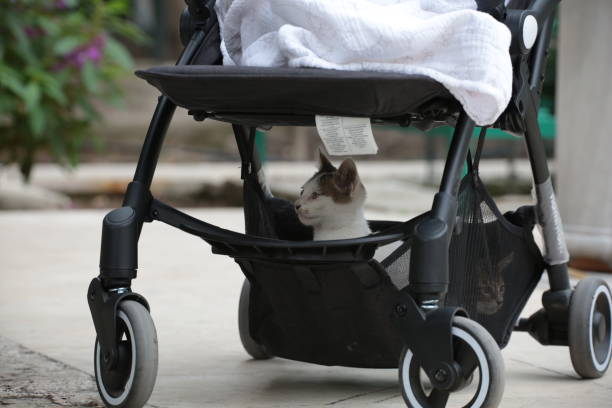 istock cute little cat springs in the stroller 1442515295