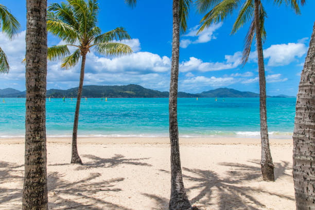 istock Palm trees on vibrant tropical island 1442515574