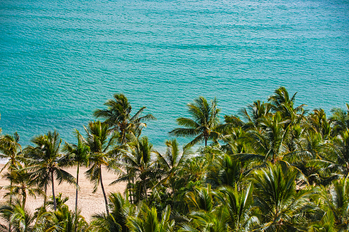 High angle view of palm trees in front of bright blue ocean