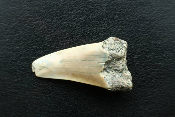istock Otodus megalodon or mackerel shark tooth 1442517885