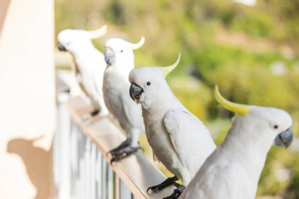 istock White Cockatoos perched in a row 1442518734