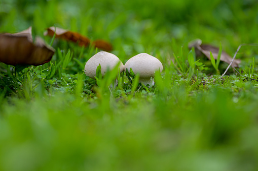 Two mushrooms standing alone in the deep grass view from below