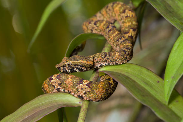 istock Flat-nosed pitviper snake Trimeresurus puniceus 1442519856