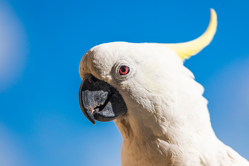 A cockatoo eating bubblegum.