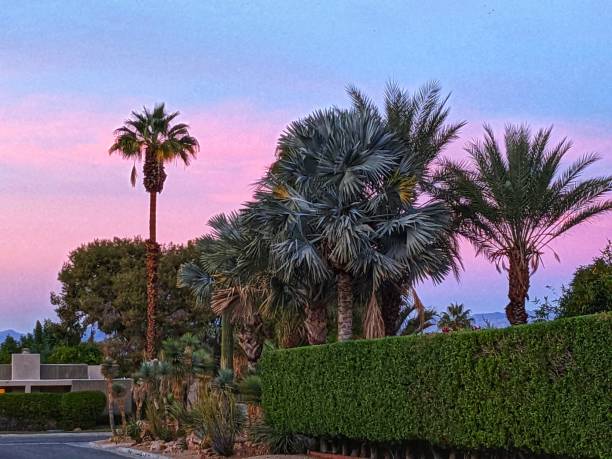 istock Palm Springs California at dusk 1442520469