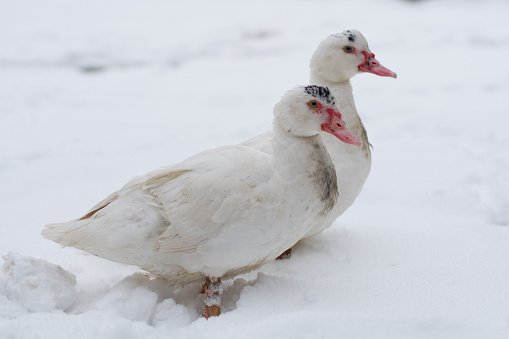 Muscovy Duck on the snow near frozen water. White bird on white snow.