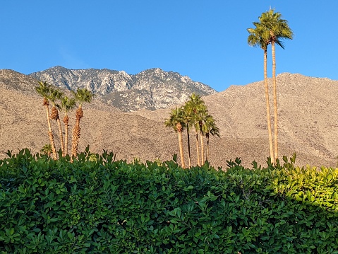 Palm trees in front of mountain