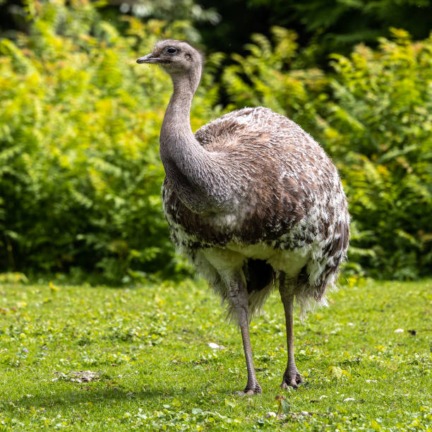 istock Darwin's rhea, Rhea pennata also known as the lesser rhea. 1442520682