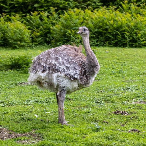 istock Darwin's rhea, Rhea pennata also known as the lesser rhea. 1442520703