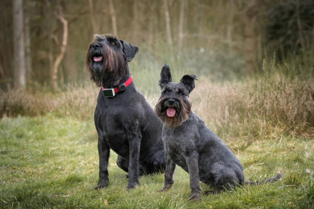 istock Large Black Schnauzer and a miniature Schnauzer sitting in a field 1442520717