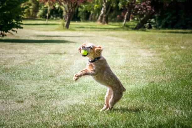 istock Working Cocker Spaniel Lemon Roan jumping with her ball 1442520846