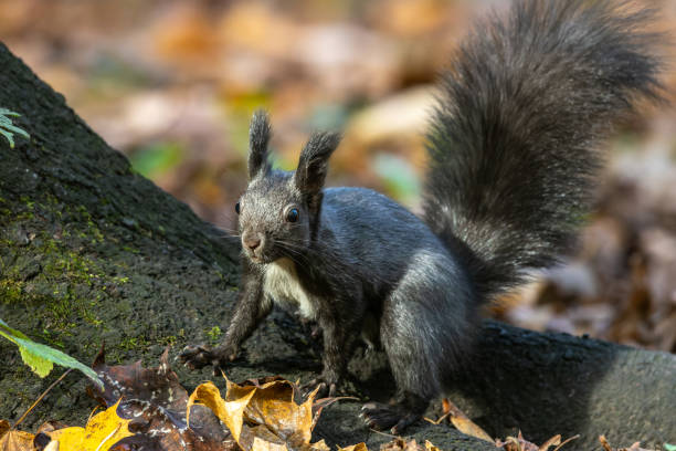 istock Grey squirrel, Sciurus at Old North Cemetery of Munich, Germany 1442520872