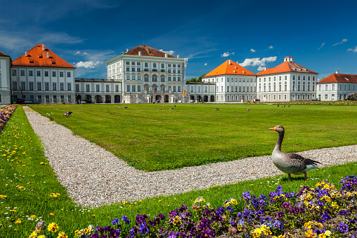 Munich, Germany - May 8, 2012: Goose in garden lawn in front of the Nymphenburg Palace. Munich, Bavaria, Germany