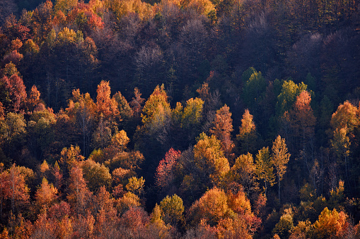 Beautiful autumn colours in Sangeorz-Bai, Transilvania, Romania