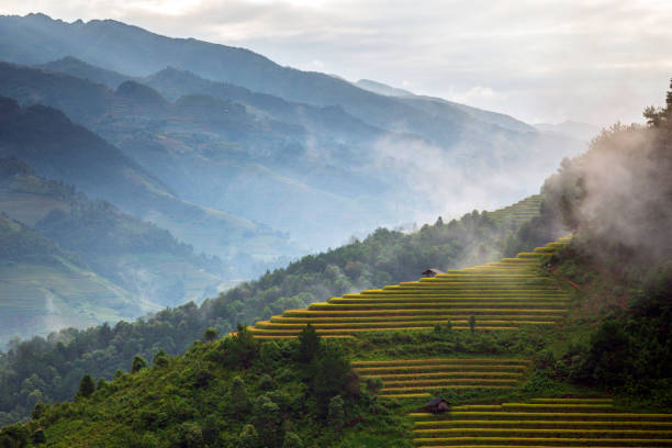istock Terraced rice field in Mu Cang Chai, Vietnam 1442522714
