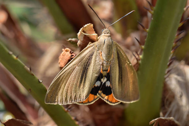 Moth with orange wings close-up