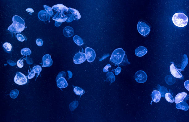 istock Jelly fish in the aquarium 1442524619