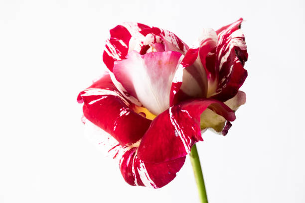 Isolated blossom rose  on white background, floral themes with space for text