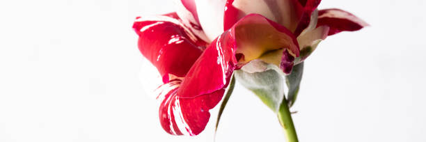 istock Isolated blossom rose  on white background, floral themes with space for text 1442524667