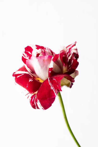 istock Isolated blossom rose  on white background, floral themes with space for text 1442524672