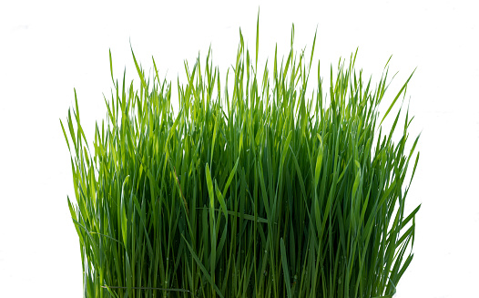 Wheat seedlings isolated on white background with clipping path