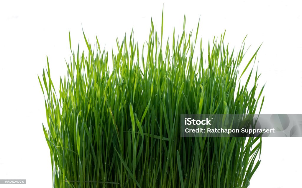 Wheat seedlings isolated on white background with clipping path Wheatgrass Stock Photo