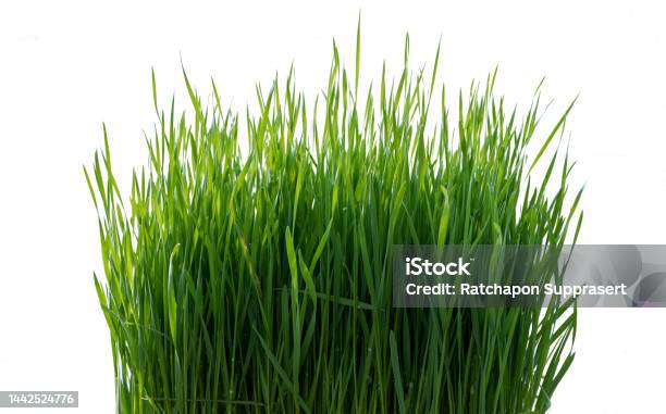 Wheat Seedlings Isolated On White Background With Clipping Path Stock Photo - Download Image Now