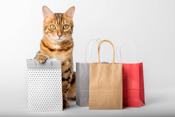 istock Domestic cat among multi-colored packages on a white background. 1442525472
