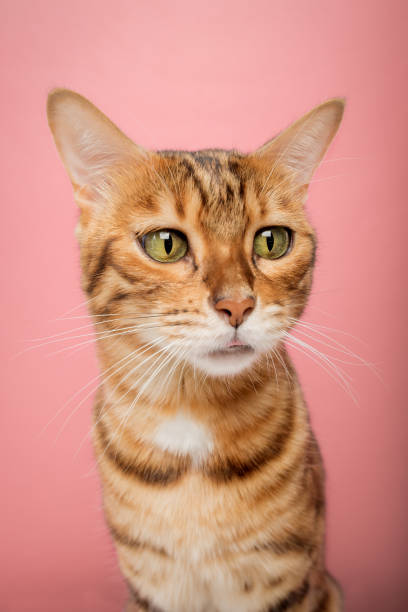 istock Funny Bengal cat on a pink background. Portrait on a wide-angle lens. 1442526164