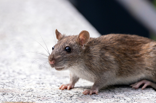 Octodon degu eating.