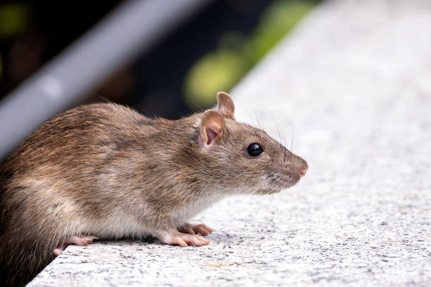 istock Close-up of a rat 1442527892
