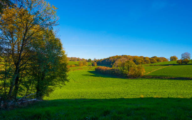 istock Fields and trees in a green hilly grassy landscape under a blue sky in sunlight in autumn 1442528865