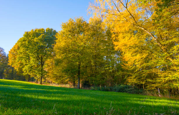 istock Fields and trees in a green hilly grassy landscape under a blue sky in sunlight in autumn 1442529104