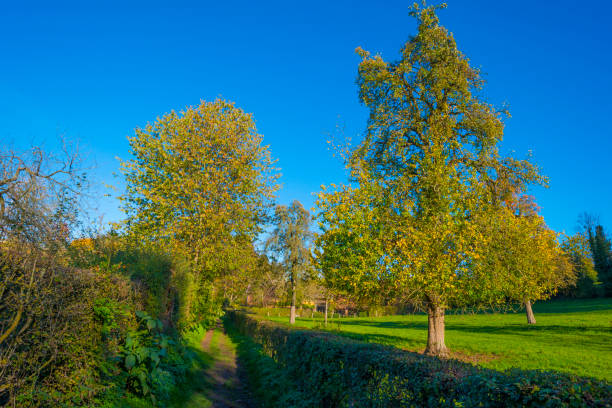 Fields and trees in a green hilly grassy landscape under a blue sky in sunlight in autumn, Voeren, Limburg, Belgium, November, 2022