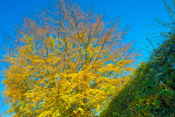 Fields and trees in a green hilly grassy landscape under a blue sky in sunlight in autumn, Voeren, Limburg, Belgium, November, 2022