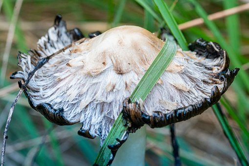 An image of cow poop with mushrooms growing.