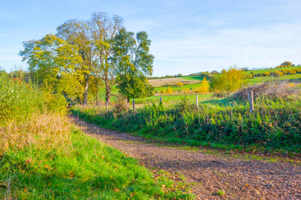 istock Fields and trees in a green hilly grassy landscape under a blue sky in sunlight in autumn 1442531766